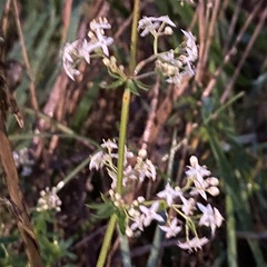 Galium boreale