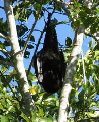Pteropus alecto