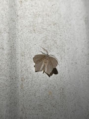 Chloropteryx tepperaria