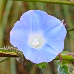Ipomoea hederacea integriuscula