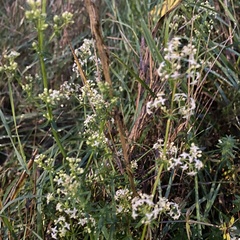 Galium boreale