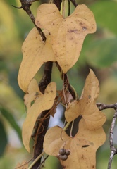 Dioscorea polystachya