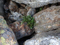 Cardamine bellidifolia