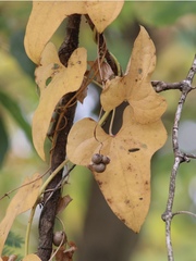 Dioscorea polystachya