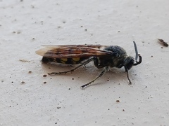 Pygodasis quadrimaculata