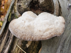 Trametes suaveolens