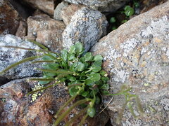 Cardamine bellidifolia
