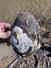 Utterbackiana suborbiculata