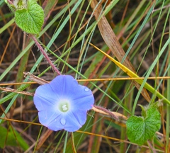 Ipomoea hederacea integriuscula
