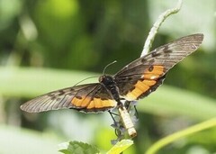 Acraea egina
