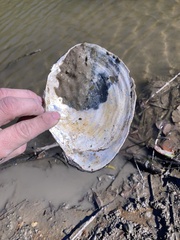 Utterbackiana suborbiculata