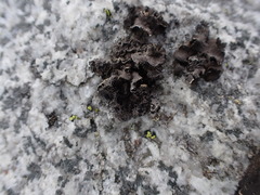 Umbilicaria cylindrica