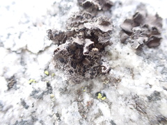 Umbilicaria cylindrica