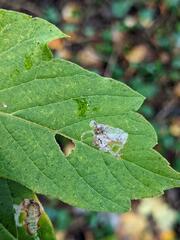 Caloptilia negundella