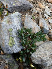 Dryas hookeriana