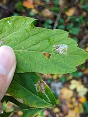 Caloptilia negundella