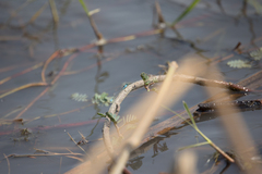 Pseudagrion coeleste