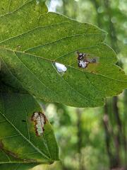Caloptilia negundella