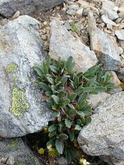 Dryas hookeriana