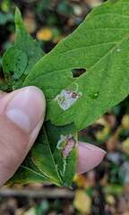 Caloptilia negundella