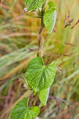 Ipomoea hederacea integriuscula