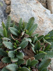 Dryas hookeriana
