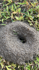 Pheidole obscurithorax