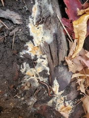 Trichoderma sulphureum