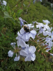 Euphoria basalis