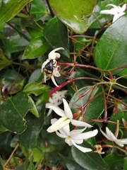 Euphoria basalis
