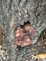 Fistulina hepatica