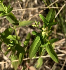Hypericum mutilum
