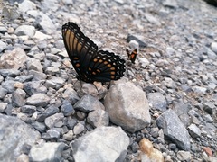 Limenitis arthemis arizonensis