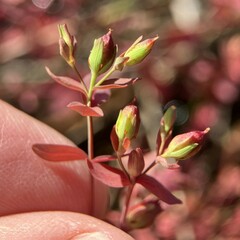 Hypericum mutilum