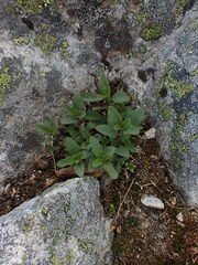 Penstemon ellipticus