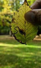 Stigmella apicialbella