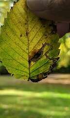 Stigmella apicialbella