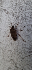 Halyomorpha halys