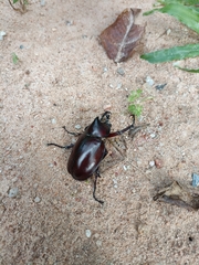 Xylotrupes mniszechi