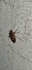 Halyomorpha halys