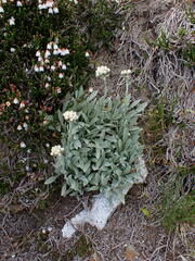 Antennaria lanata