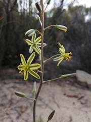 Albuca suaveolens