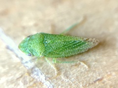 Xerophloea