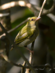 Machaeropterus pyrocephalus