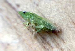 Xerophloea