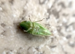 Xerophloea