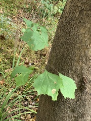 Ectoedemia platanella group