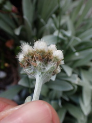 Antennaria lanata