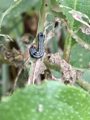Spodoptera eridania