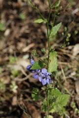 Delphinium ajacis